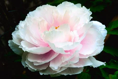 Peony Stock Photos