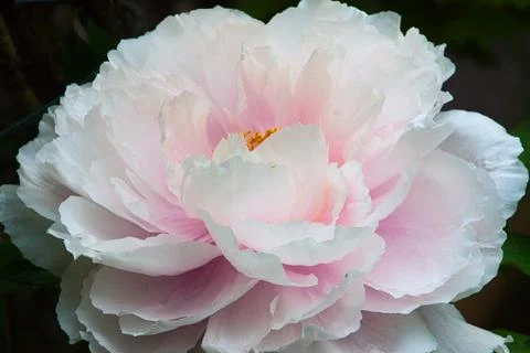 Peony Stock Photos