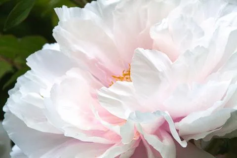 Peony Stock Photos