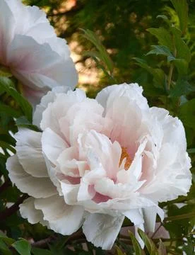 Peony Stock Photos