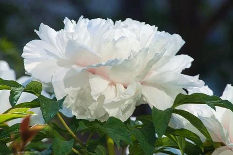Peony Stock Photos