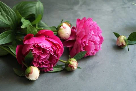 Peony Stock Photos