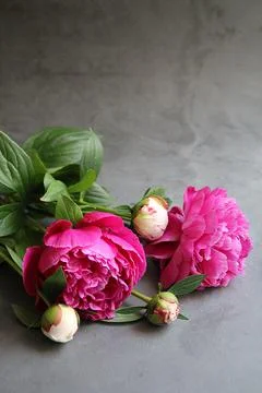 Peony Stock Photos