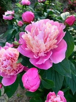 Peony Stock Photos