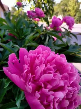 Peony Stock Photos