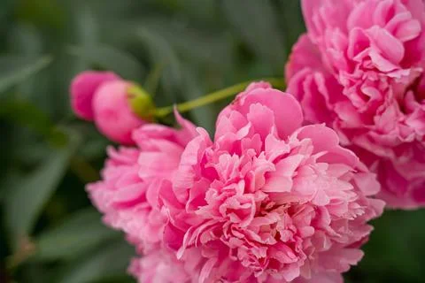 Peony Stock Photos