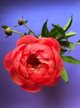 Peony Stock Photos
