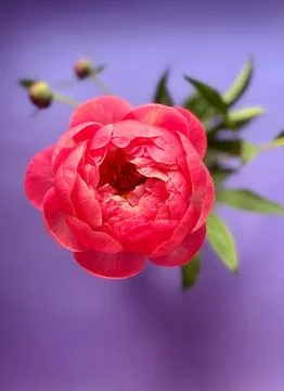 Peony Stock Photos