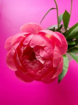 Peony Stock Photos