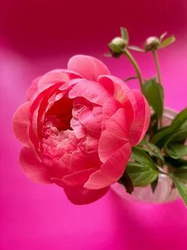 Peony Stock Photos