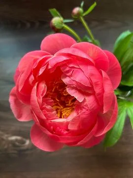 Peony Stock Photos