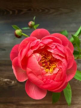 Peony Stock Photos