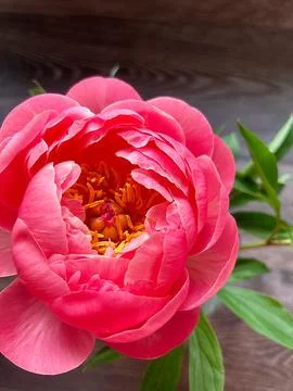 Peony Stock Photos