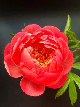 Peony Stock Photos