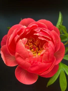 Peony Foto stock