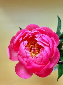 Peony Stock Photos