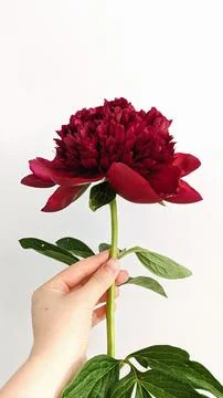 Peony Stock Photos