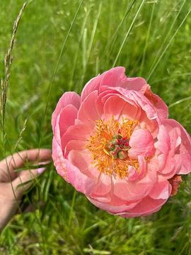 Peony Stock Photos