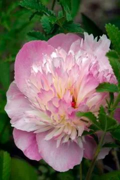 Peony, pink Stock Photos