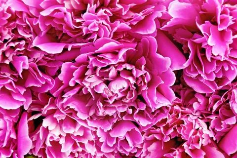 Peony pink texture Stock Photos