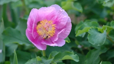 Peony portrait flower Видео 70801475