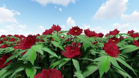 Peony Red Color Flower Stock Footage 339201837