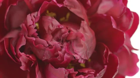 Peony red flower on white background closeup. Blooming peony flower open Stock Footage 161909566