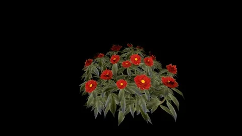 Peony Red Grouped Flowers Stock Footage 88434986