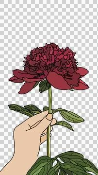 Peony red Stock Illustration