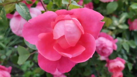 Peony-like roses Video stock 311569899