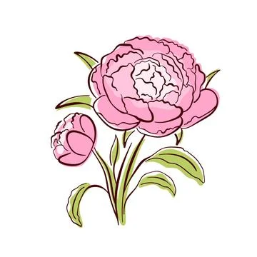 Peony spring flower in a flat style with green petals. Ideal for botanical Stock Illustration