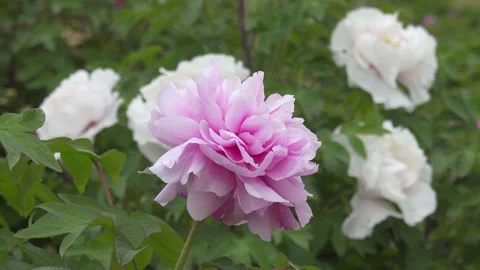 Peony in spring Stock Footage 187363054