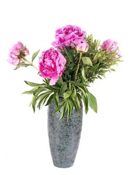 Peony in studio Foto stock