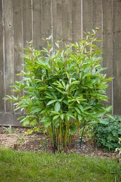 Peony support frame or cage, plant growing in UK garden Stock Photos