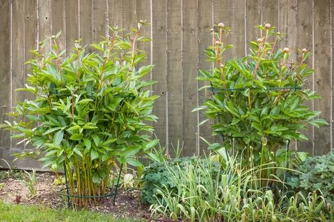 Peony support frame or cage, peonies growing in UK garden Stock Photos