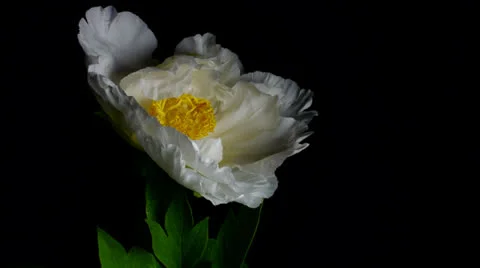 Peony Time Lapse Video stock 24509631