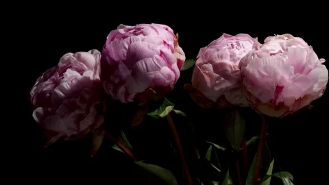 Peony Time-lapse Stock Footage 273836508