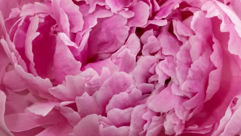 Peony timelapse background Stock Footage 138423871
