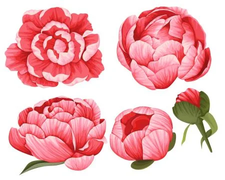 Peony Vector Clip Art Set of 5 Red Flowers image Stock Illustration