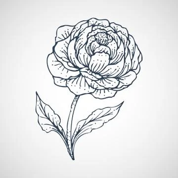 Peony Vector hand drawn Stock Illustration