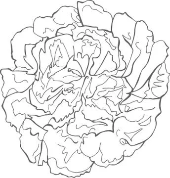 Peony Vector hand drawn peony flower isolated on white background Stock Illustration