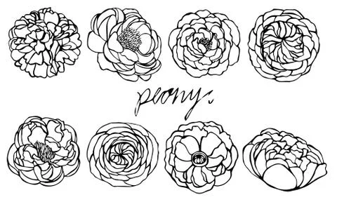 Peony vector Stock Illustration