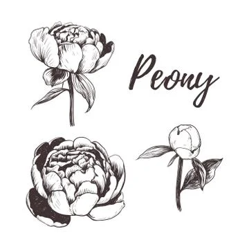 Peony vector illustration. Peonies hand drawing. Stock Illustration