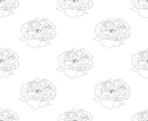 Peony on White Background Stock Illustration