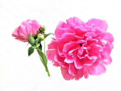 Peony on white background Foto stock