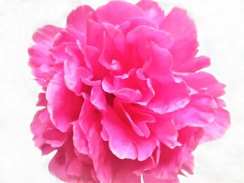 Peony on white background Stock Photos