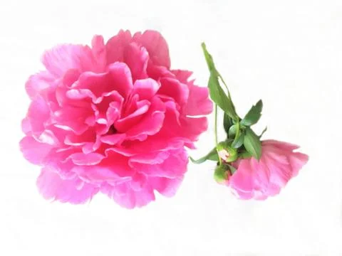 Peony on white background Stock Photos