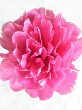 Peony on white background Foto stock
