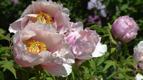 Peony white bud flower bloom. Floral petal. Tree Peonies Paeonia Rockii Flowers Stockbeeldmateriaal 336672490