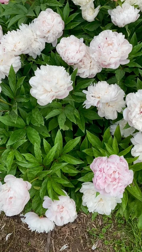 A peony with white flowers in spring Stock Footage 278376104